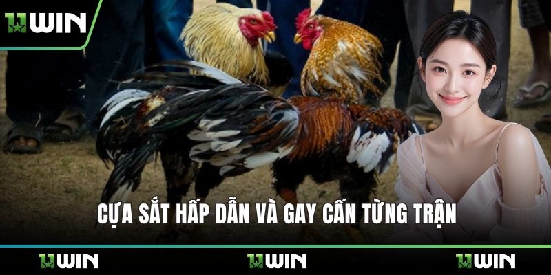 Cựa sắt hấp dẫn và gay cấn từng trận