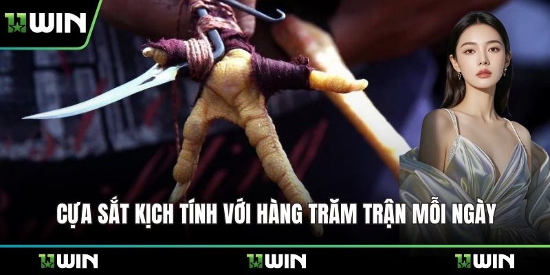 Cựa sắt kịch tính với hàng trăm trận mỗi ngày