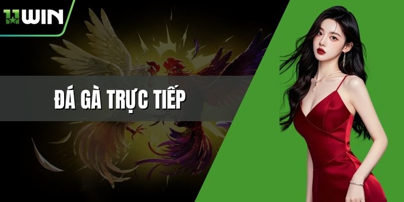 Đá gà trực tiếp