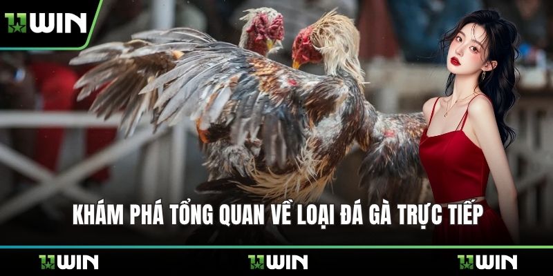 Khám phá tổng quan về loại đá gà trực tiếp