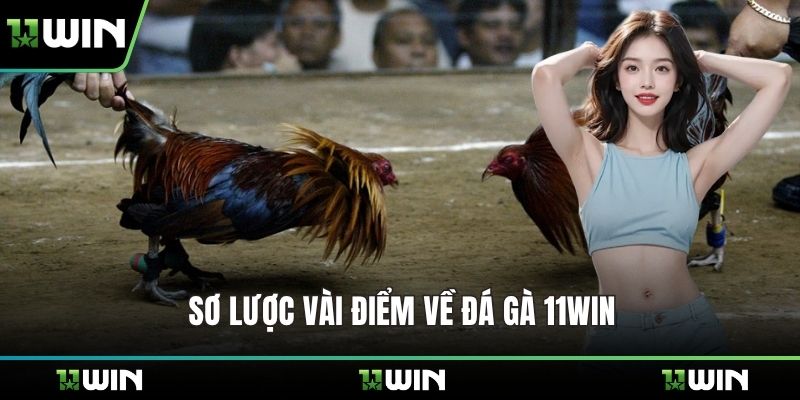Sơ lược vài điểm về đá gà 11WIN